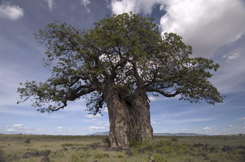 Всякие разные обои