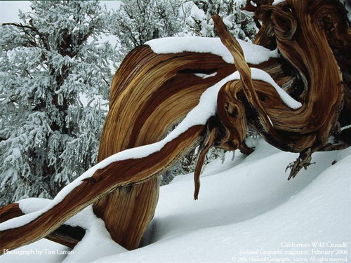 Всякие разные обои