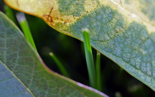 Осенние обои