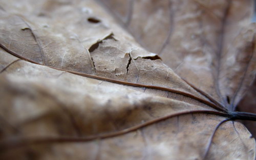 Осенние обои