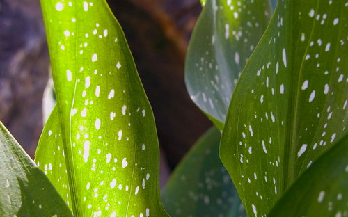 Осенние обои