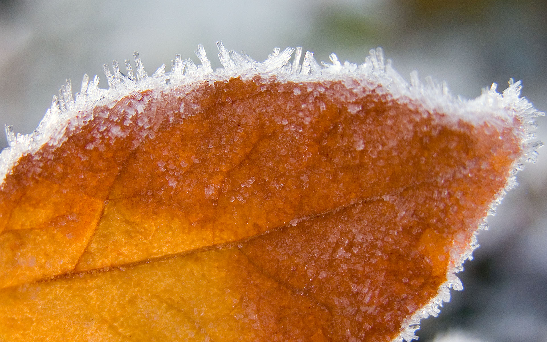 Осенние обои