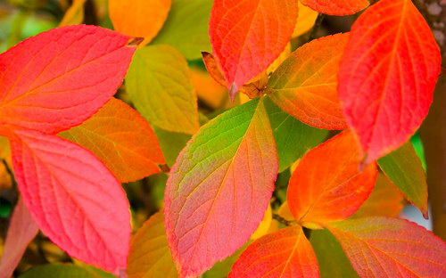 Осенние обои