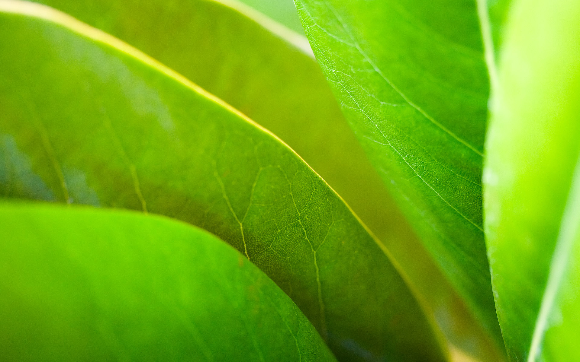 Осенние обои