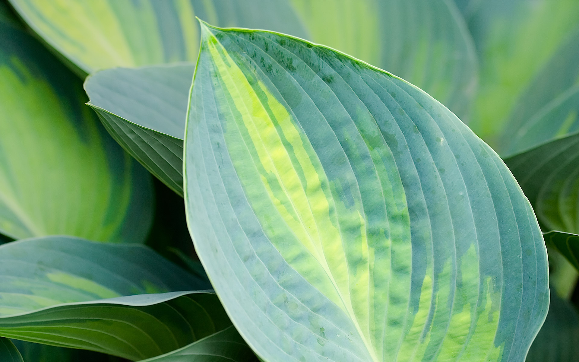 Осенние обои