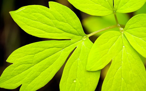 Осенние обои