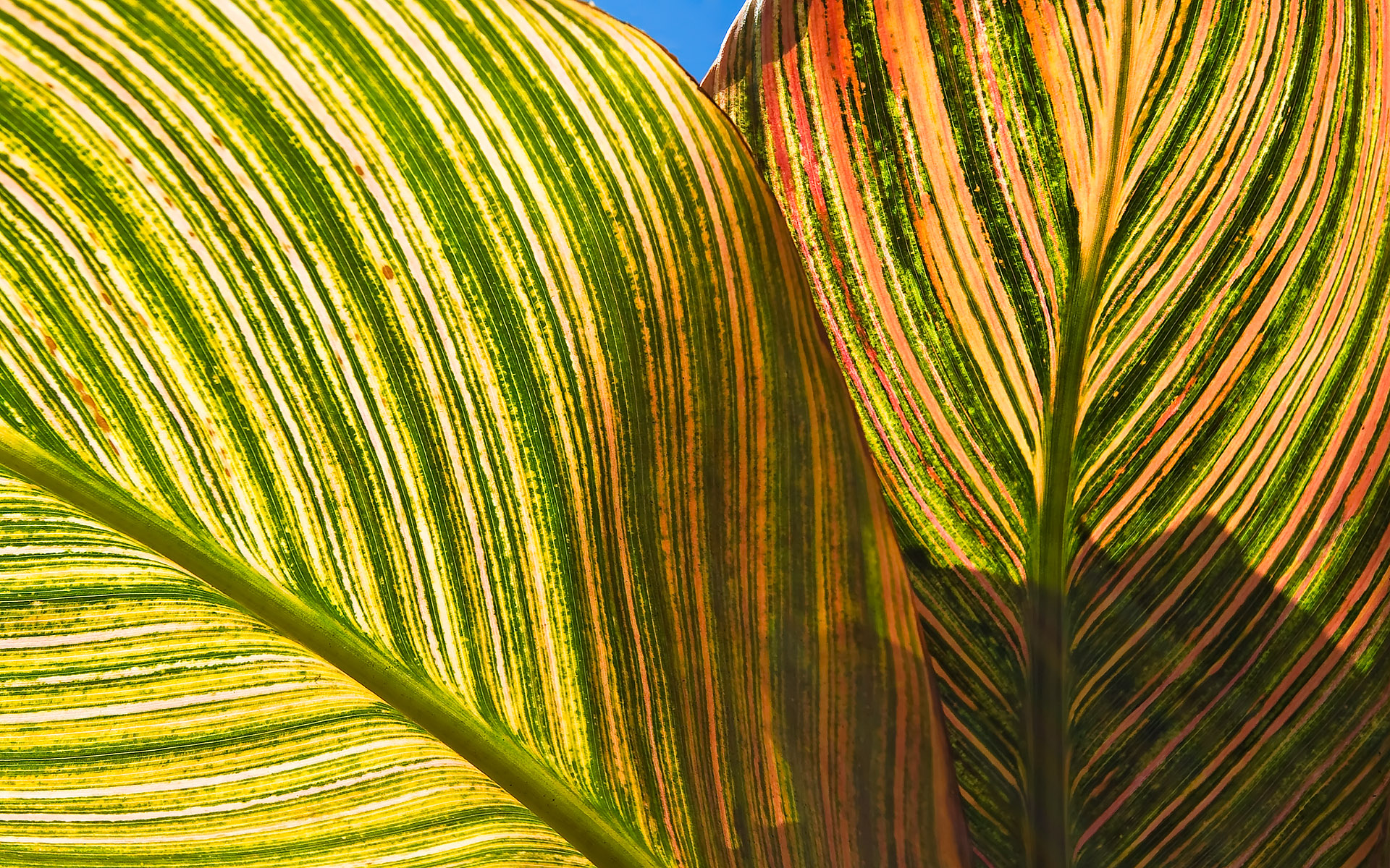 Осенние обои