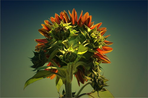 Красота цветов