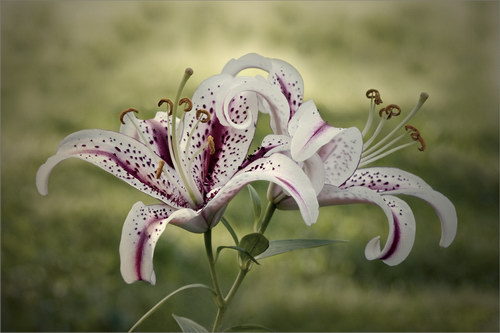 Красота цветов