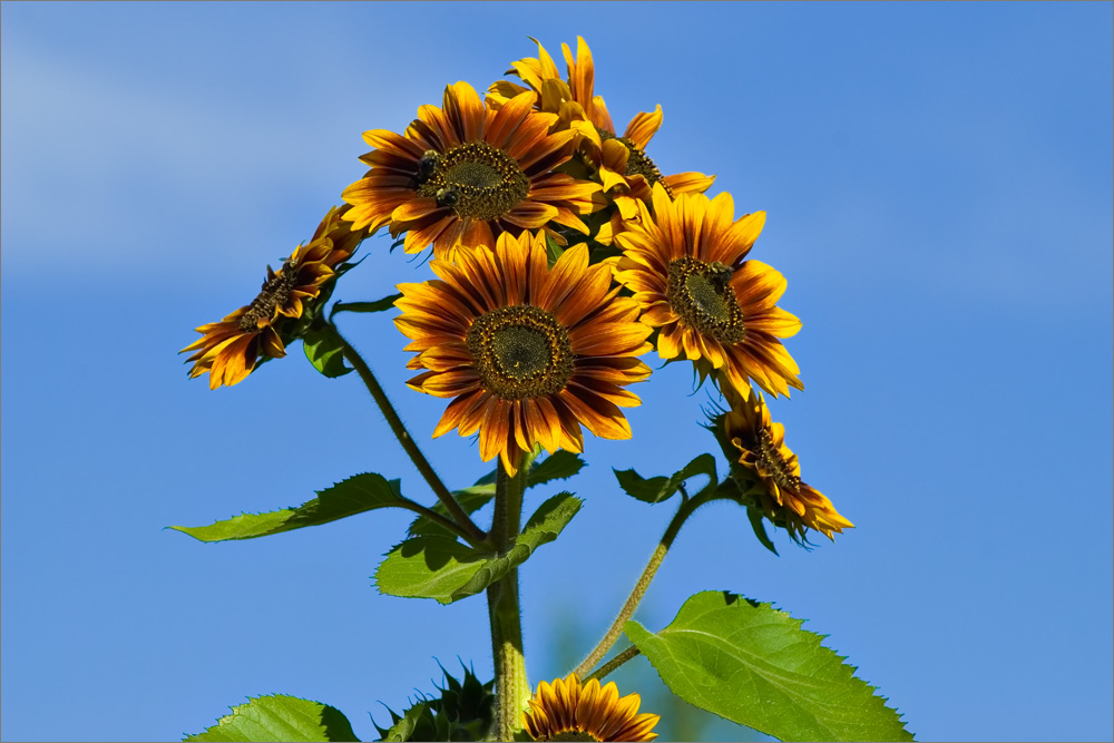 Красота цветов