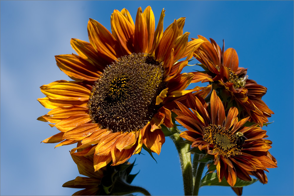 Красота цветов