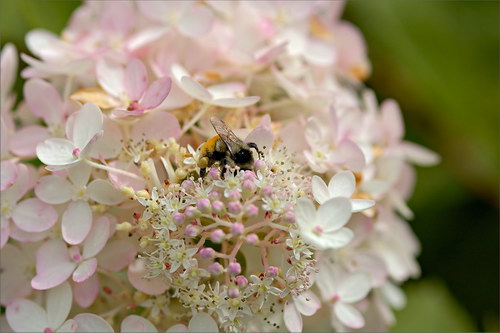 Красота цветов