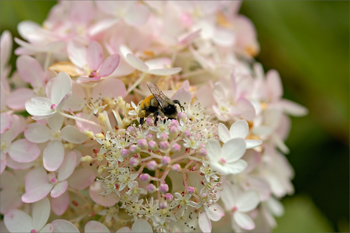 Красота цветов