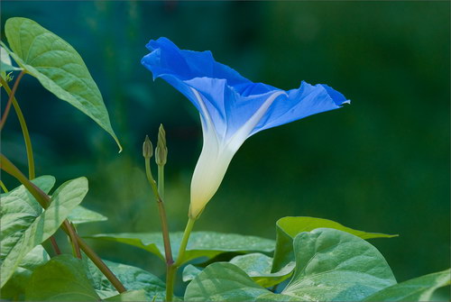 Красота цветов