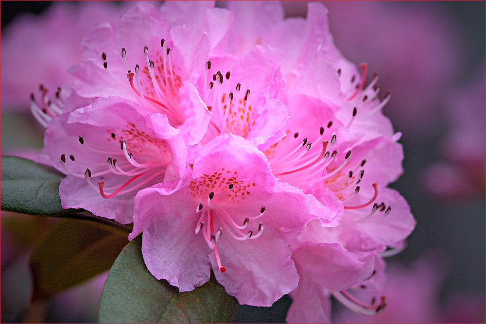 Красота цветов