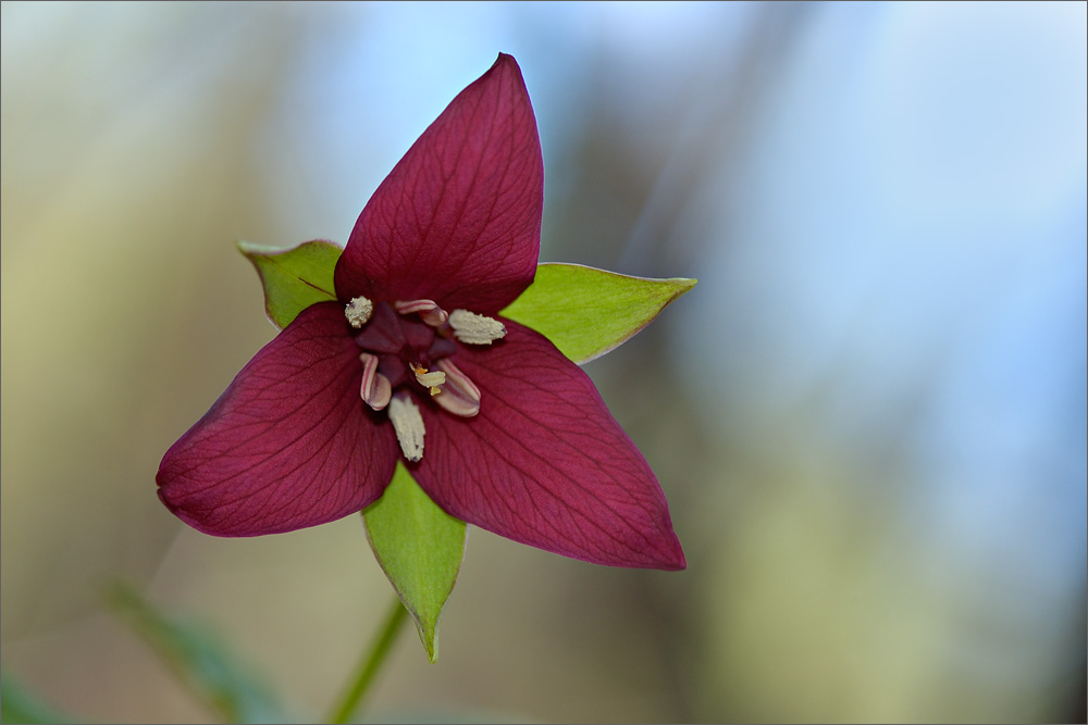 Красота цветов
