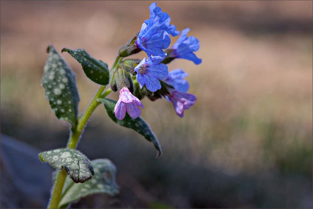Красота цветов