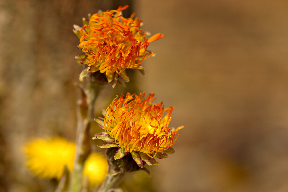 Красота цветов