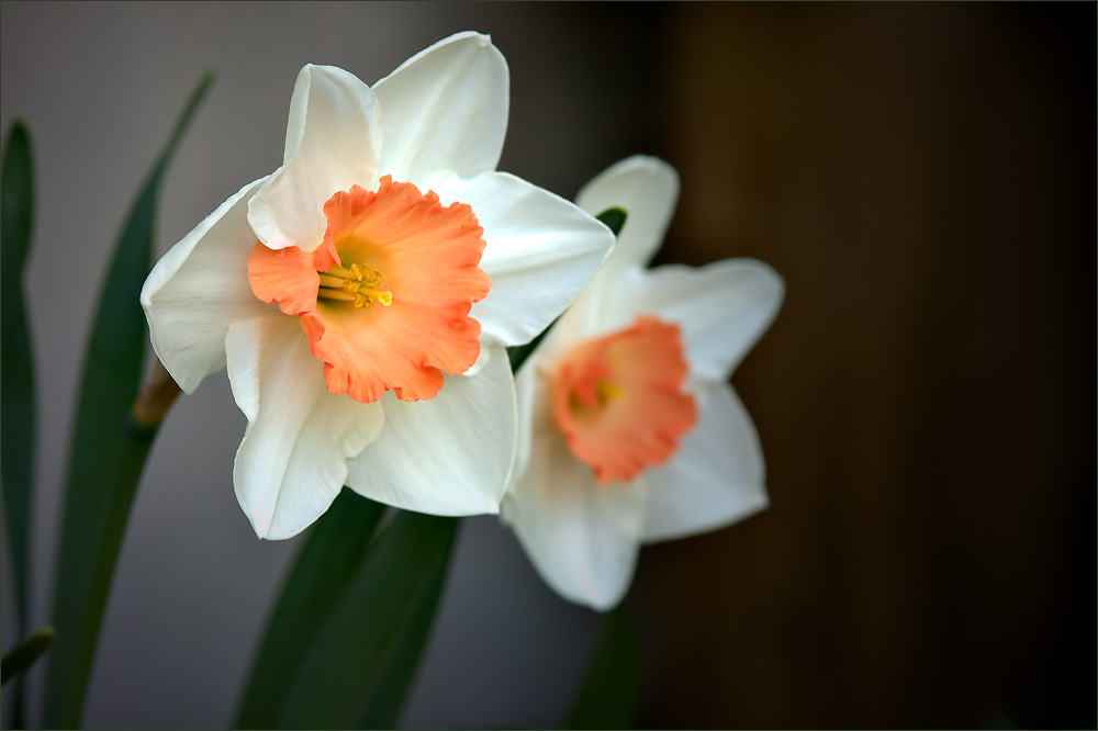 Красота цветов