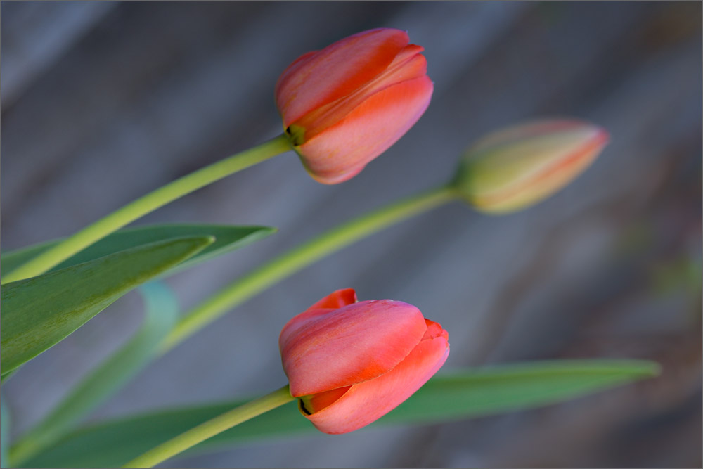 Красота цветов