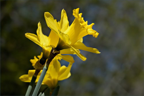 Красота цветов