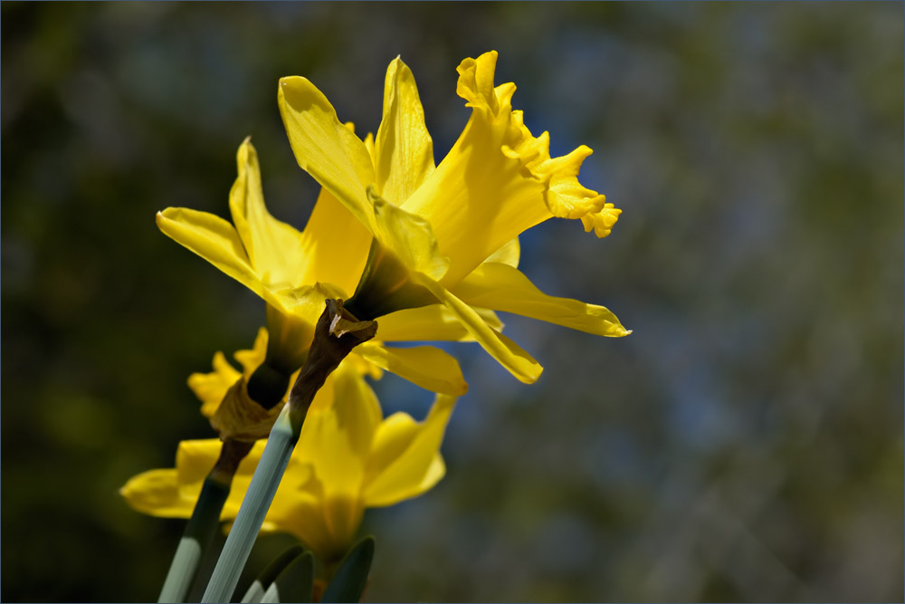 Красота цветов