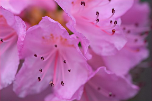 Красота цветов