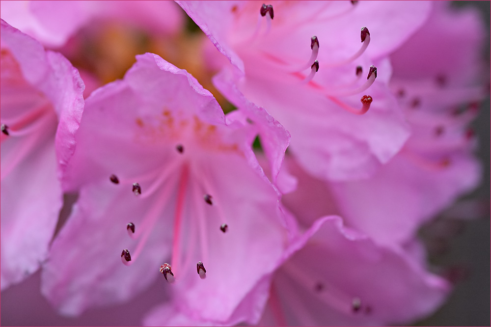 Красота цветов