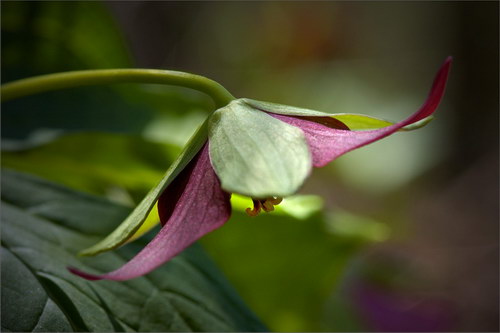 Красота цветов