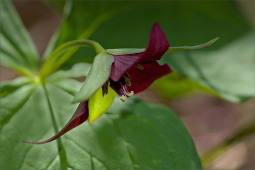 Красота цветов