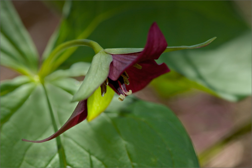 Красота цветов