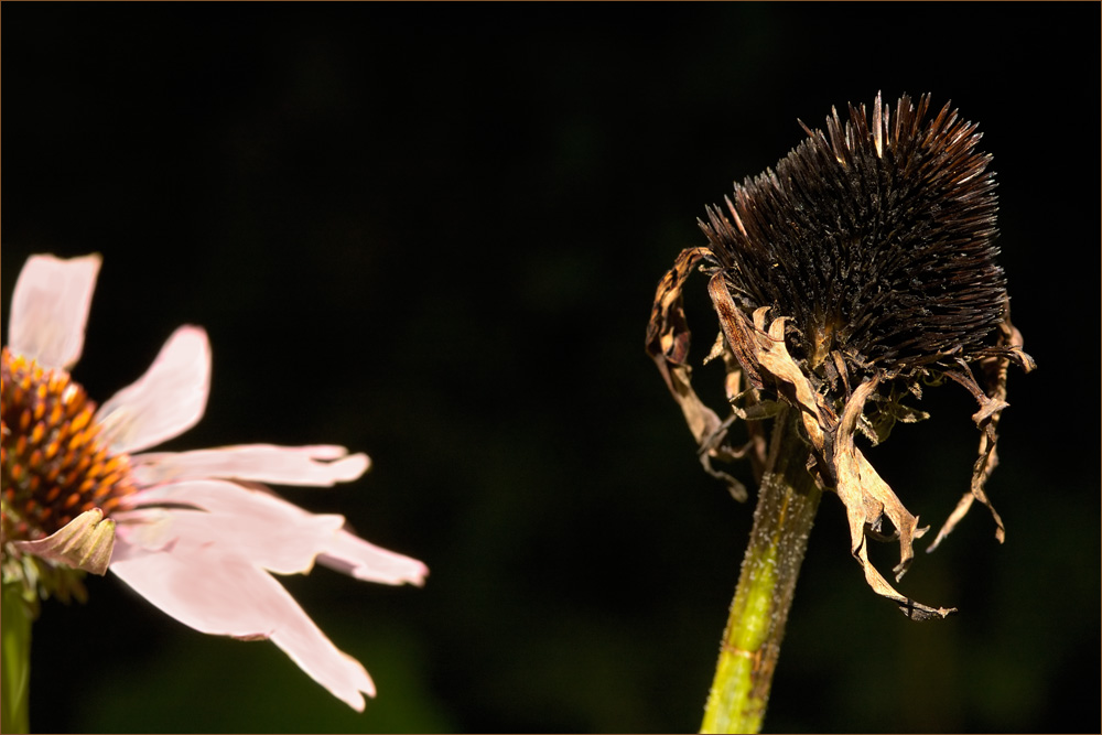 Красота цветов