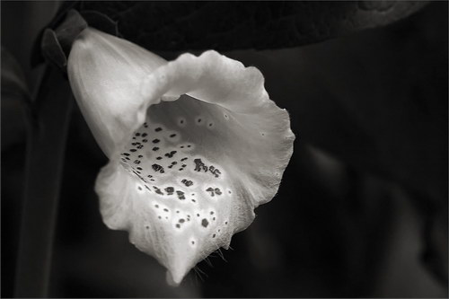 Красота цветов