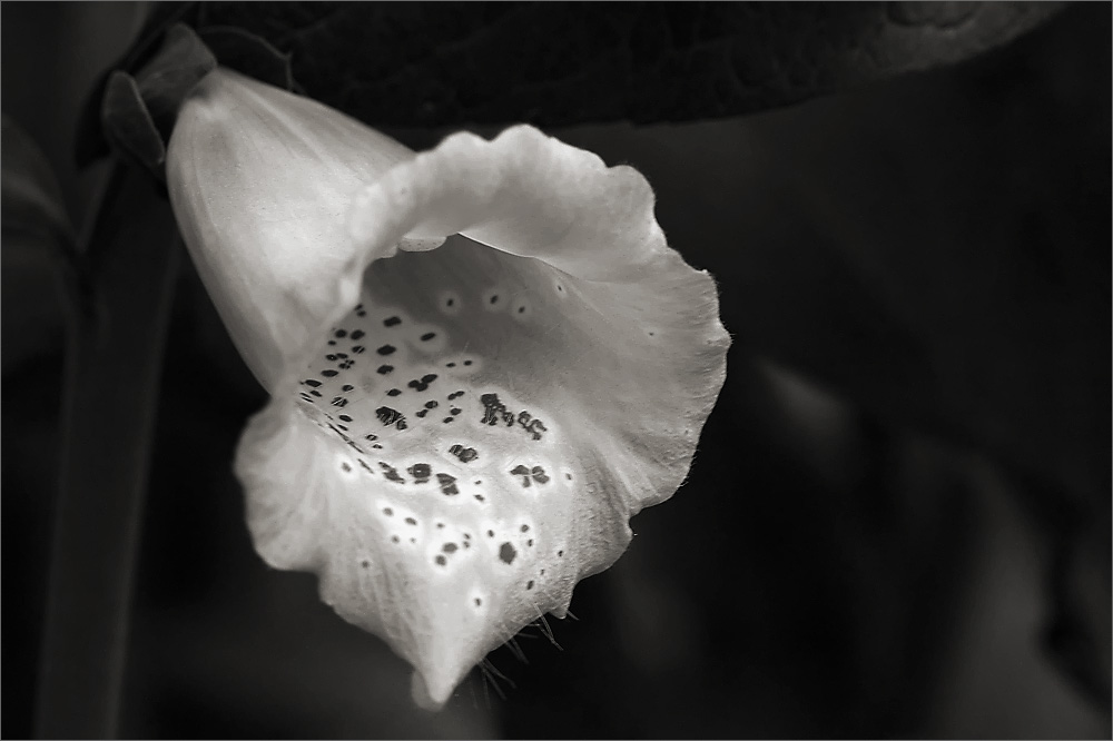 Красота цветов