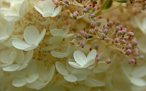 Красота цветов