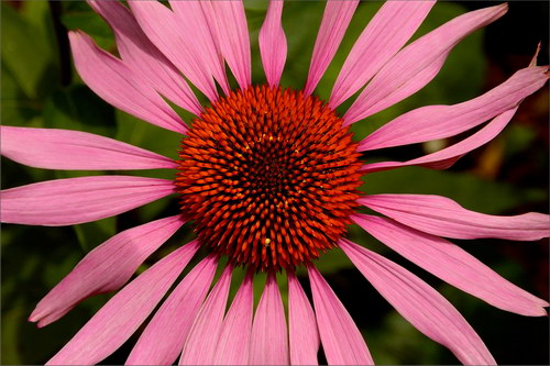 Красота цветов