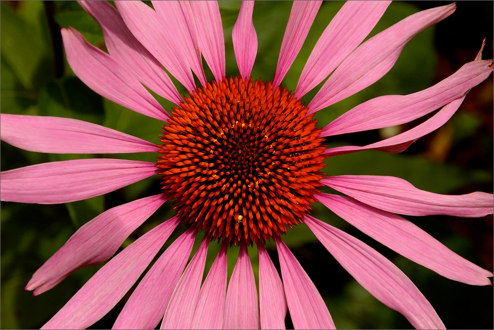 Красота цветов