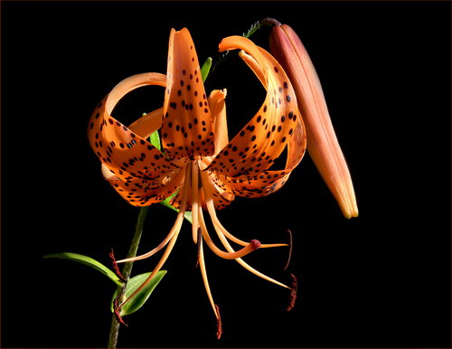 Красота цветов