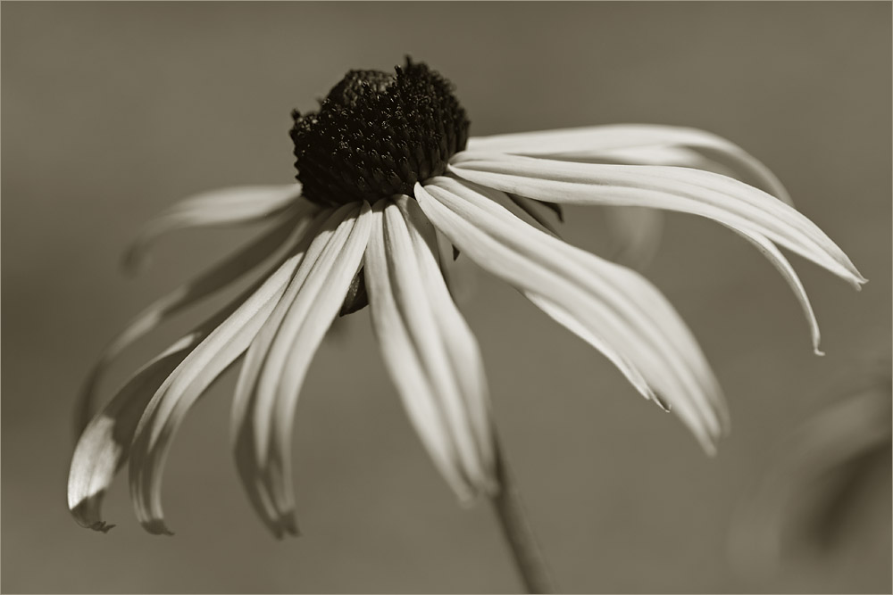 Красота цветов