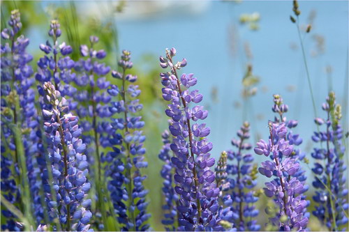 Красота цветов