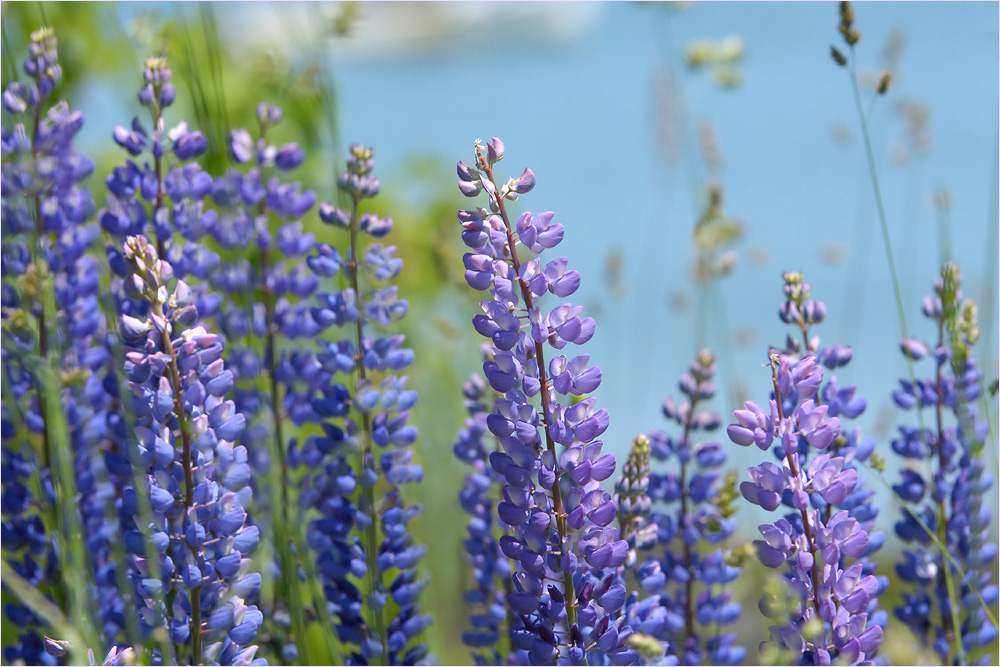 Красота цветов