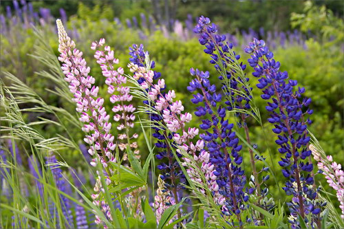 Красота цветов