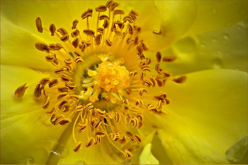 Красота цветов