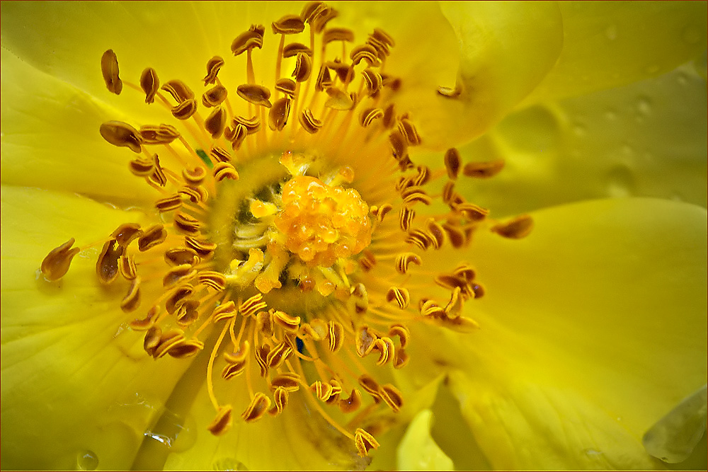 Красота цветов