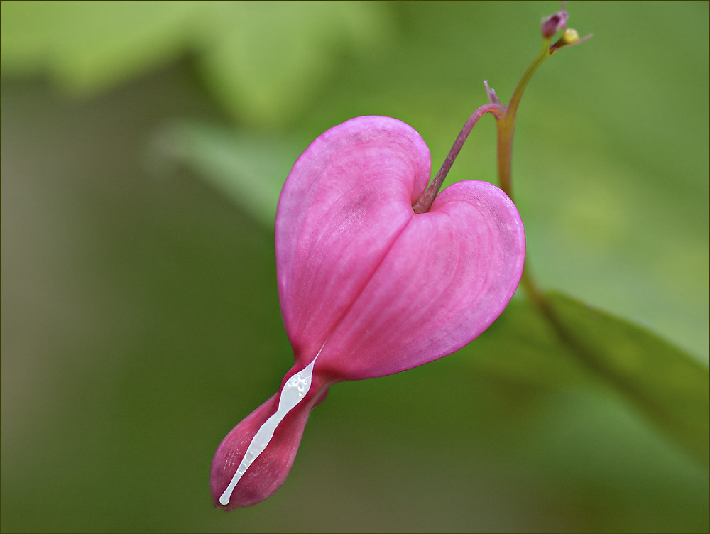 Красота цветов