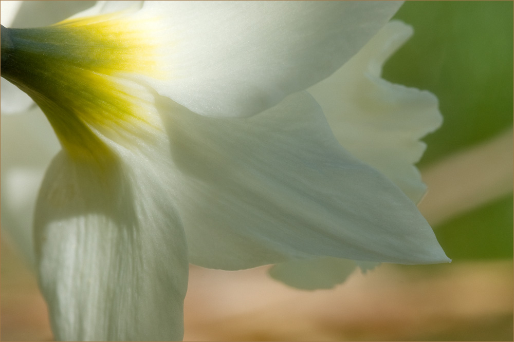 Красота цветов