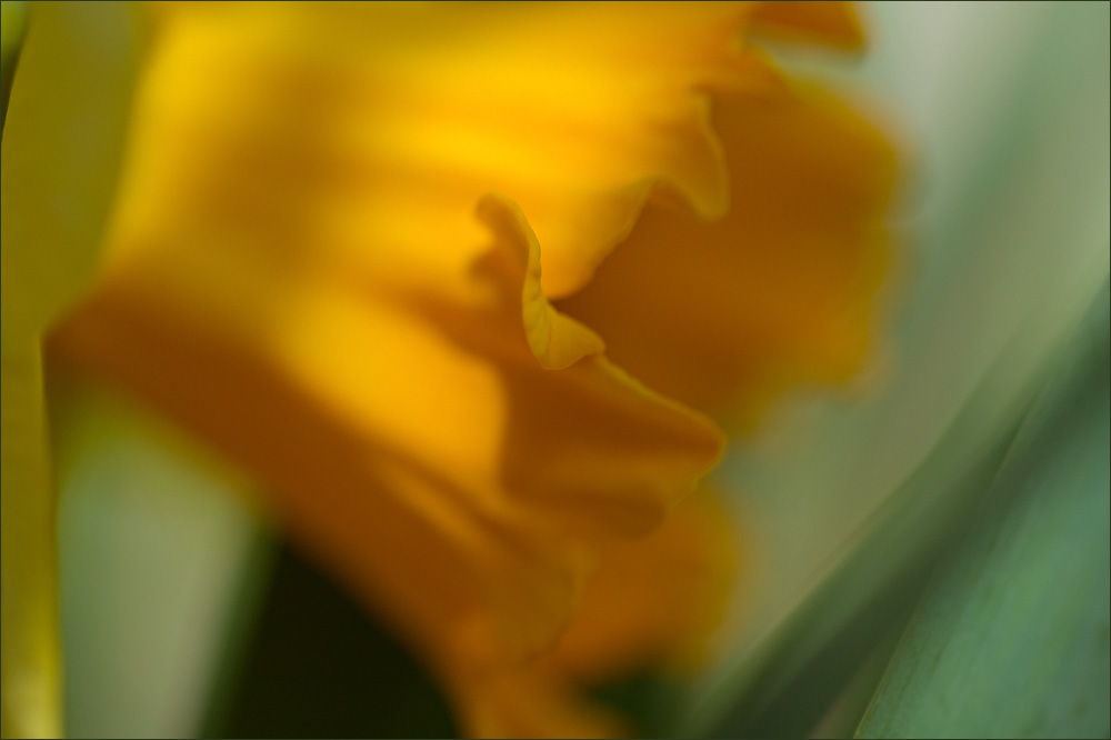 Красота цветов