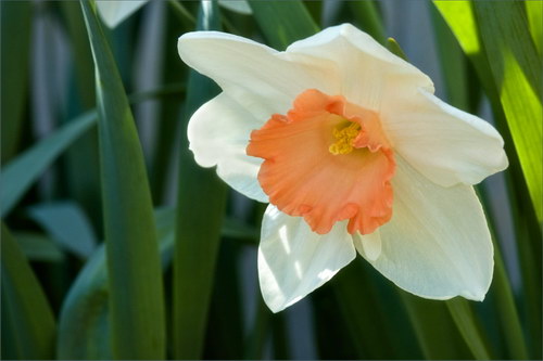 Красота цветов