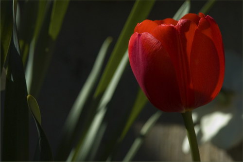 Красота цветов