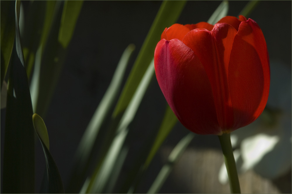 Красота цветов